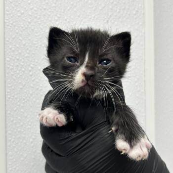 Fritos -  Domestic Short Hair Cat for Adoption in Abilene, Texas - Fritos | PetCurious