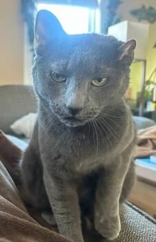 Skye -  Domestic Short Hair Cat Available for Adoption in Melrose, Massachusetts - Skye | PetCurious