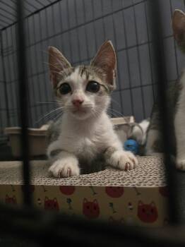 Sol -  Domestic Short Hair Cat for Adoption in Naranjito, Naranjito - Sol | PetCurious
