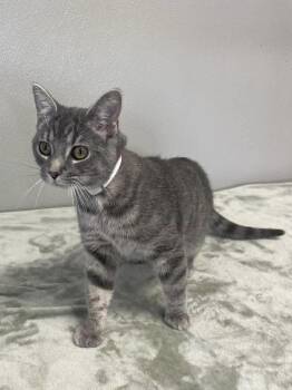 Domestic Short Hair Cats Available for Adoption in Osgood, Indiana - Buttons | PetCurious