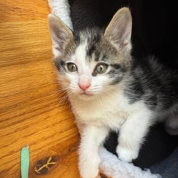 Rescue Domestic Short Hair Cats for Adoption in Chattanooga, Tennessee - Powerade | PetCurious