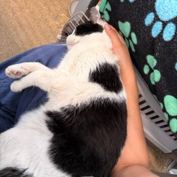 Riley (c2026) -  Domestic Short Hair Cat for Adoption in Skokie, Illinois - Riley (c2026) | PetCurious