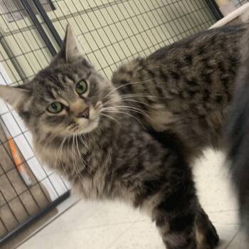 Patty -  Domestic Medium Hair Cat for Adoption in Bonnyville, Alberta - Patty | PetCurious