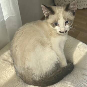 Sundae -  Snowshoe Cat for Adoption in Tulsa, Oklahoma - Sundae | PetCurious