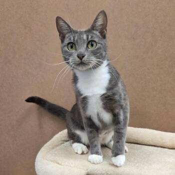 Moonlight -ABBY Mr Pets -  Domestic Short Hair Cat for Adoption in Chilliwack, British Columbia - Moonlight -ABBY Mr Pets | PetCurious