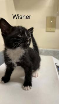 Wisher -  Domestic Short Hair Cat for Adoption in Plattsburgh, New York - Wisher | PetCurious