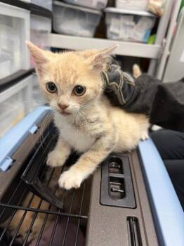 Jalapeno -  Domestic Short Hair Cat for Adoption in Pomona, New York - Jalapeno | PetCurious