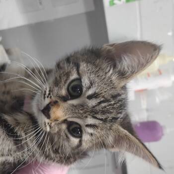 Rescue Domestic Short Hair Cats for Adoption in Summerville, South Carolina - Taffy | PetCurious