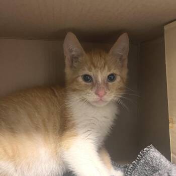 Marble Slab -  Domestic Short Hair Cat for Adoption in Hattiesburg, Mississippi - Marble Slab | PetCurious