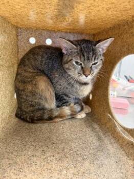 Ripley -  Domestic Short Hair Cat for Adoption in Lafayette, Indiana - Ripley | PetCurious