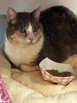 Opal -  Domestic Short Hair Cat for Adoption in Roseville, California - Opal | PetCurious