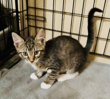 Domestic Short Hair and Tabby Cats Available for Adoption in Pensacola, Florida - Taylor | PetCurious