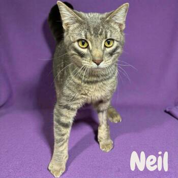Neil -  Domestic Short Hair Cat for Adoption in Seattle, Washington - Neil | PetCurious