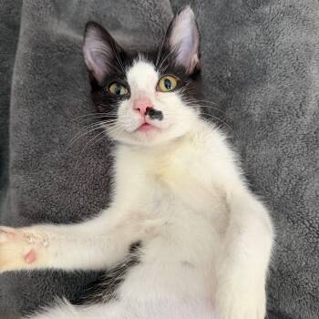 Mel -  Domestic Short Hair Cat for Adoption in Seneca, South Carolina - Mel | PetCurious