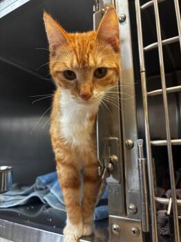 Domestic Short Hair Cats Available for Adoption - Velma | PetCurious