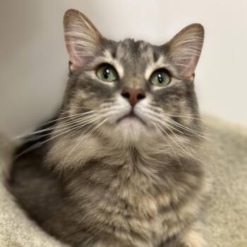 Domestic Medium Hair Cats Available for Adoption in St. Augustine, Florida - Baby Cat | PetCurious