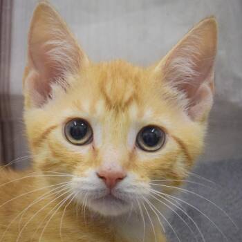 Gambino -  Tabby and Domestic Short Hair Cat for Adoption in Huntley, Illinois - Gambino | PetCurious