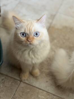 Himalayan and Ragdoll Cats Available for Adoption in Manalapan Township, New Jersey - Ramo!!! | PetCurious