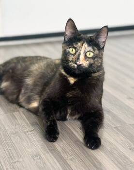 Tortoiseshell Cats Available for Adoption in Alameda, California - Dottie | PetCurious