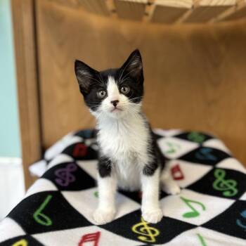 Domestic Short Hair Cats Available for Adoption in Fargo, North Dakota - Presto--In Foster | PetCurious