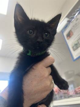 Rescue Domestic Short Hair Cats for Adoption in Ojai, California - PIPPA | PetCurious