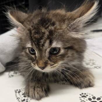 Annabeth *Avail 10/24 at Biddeford PetSmart* -  Domestic Long Hair Cat for Adoption in Kennebunk, Maine - Annabeth *Avail 10/24 At Biddeford PetSmart* | PetCurious