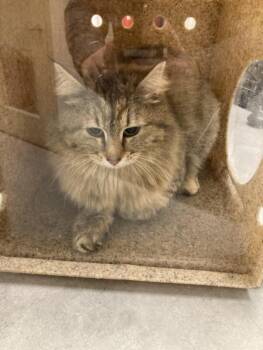 Domestic Long Hair Cats Available for Adoption in Loveland, Colorado - GRACIE | PetCurious