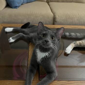 Little Mouse -  American Shorthair Cat for Adoption in Overland Park, Kansas - Little Mouse | PetCurious