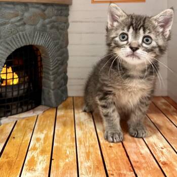 Hacchii -  Domestic Short Hair Cat for Adoption in Los Angeles, California - Hacchii | PetCurious