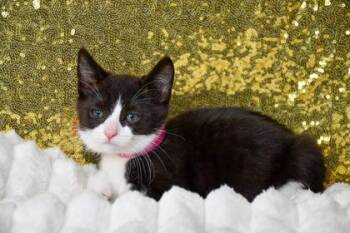 Suzie -  Domestic Short Hair Cat for Adoption in Yakima, Washington - Suzie | PetCurious