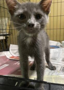 Bernard -  Russian Blue Cat for Adoption in San Antonio, Texas - Bernard | PetCurious