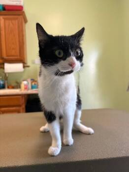 Perp -  Domestic Short Hair Cat for Adoption in Warren, Pennsylvania - Perp | PetCurious