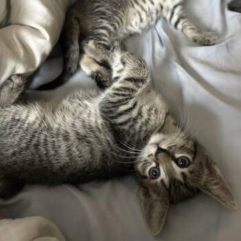 Mary -  Domestic Short Hair Cat for Adoption in Hopkinton, Massachusetts - Mary | PetCurious
