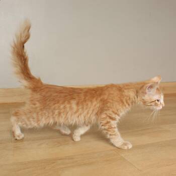 Quantum C70398 -  Domestic Medium Hair Cat for Adoption in Minnetonka, Minnesota - Quantum C70398 | PetCurious