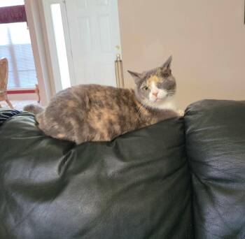 Rescue Dilute Calico Cats for Adoption in Little River, South Carolina - Winkie | PetCurious