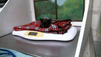 MITCH -  Domestic Short Hair Cat for Adoption in Houston, Texas - MITCH | PetCurious