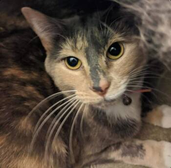 Anabelle -  Domestic Short Hair Cat for Adoption in Raleigh, North Carolina - Anabelle | PetCurious