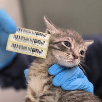 Lola Skumpy -  Domestic Short Hair Cat for Adoption in Charleston, West Virginia - Lola Skumpy | PetCurious