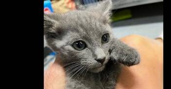 Domestic Short Hair Cats Available for Adoption in Dayton, Minnesota - Mica | PetCurious