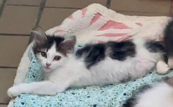 Chilo -  Domestic Medium Hair Cat for Adoption in Westfield, New York - Chilo | PetCurious