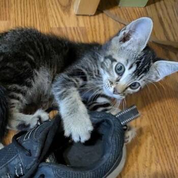 Elm -  Domestic Short Hair Cat for Adoption in Liverpool, Texas - Elm | PetCurious