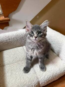 Slugger -  Domestic Long Hair Cat for Adoption in Knoxville, Tennessee - Slugger | PetCurious