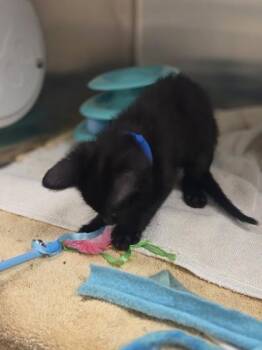 Motley Claw -  Domestic Short Hair Cat for Adoption in Westland, Michigan - Motley Claw | PetCurious