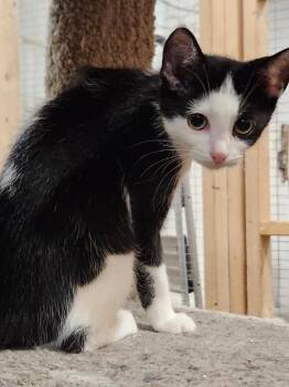 Domestic Short Hair Cats Available for Adoption - Louis | PetCurious