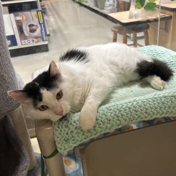 Rescue Domestic Medium Hair Cats for Adoption in Mount Laurel Township, New Jersey - Duck | PetCurious