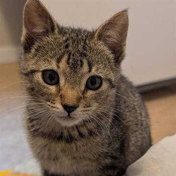 BELLE STAR -  Domestic Short Hair Cat for Adoption in Auburn, California - BELLE STAR | PetCurious
