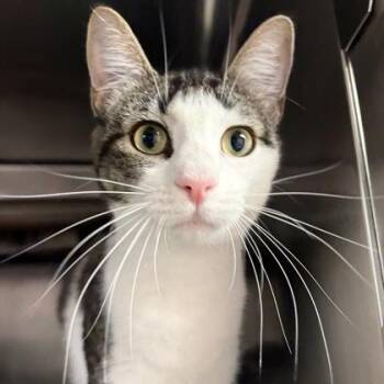 Savannah -  Domestic Short Hair Cat for Adoption in North Myrtle Beach, South Carolina - Savannah | PetCurious