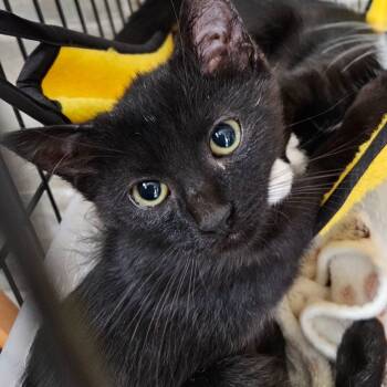 Rescue Domestic Short Hair Cats for Adoption in Debary, Florida - Sophia | PetCurious