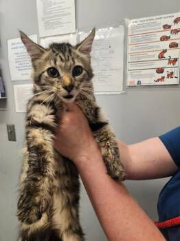 Faelyn -  Domestic Medium Hair Cat for Adoption in Bloomington, Indiana - Faelyn | PetCurious