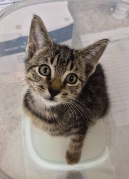 Sappho -  Domestic Short Hair Cat for Adoption in Christiansburg, Virginia - Sappho | PetCurious